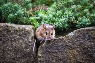 Portrait of a mouse on a stone wall