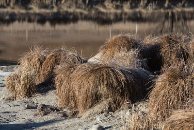 Hay bales on field by lake