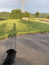 View of sheep on road