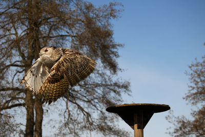 Low angle view of eagle perching on tree