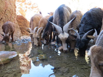 Goats drinking water on the mountains 