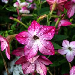 Close-up of wet pink flower