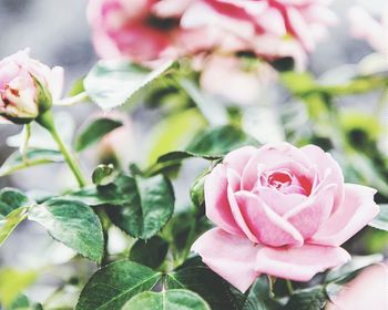 Close-up of pink rose