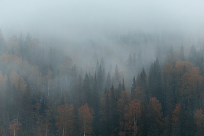 Trees in forest during foggy weather