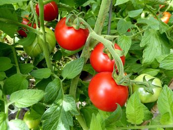 Close-up of tomatoes