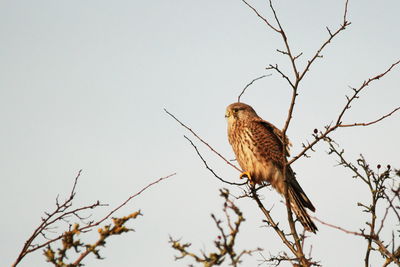 Low angle view of bird perching on branch against clear sky