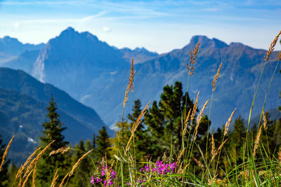 Close-up of flowering plants against mountain range