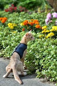 Young abyssinian cat pets walking outdoors, adventures on the green grass in the park.