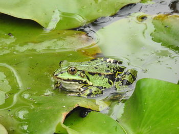 High angle view of frog in lake