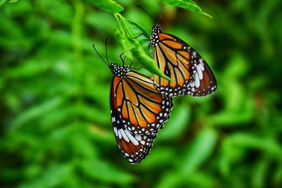 Close-up of butterfly pollinating flower