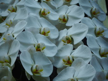 Full frame shot of white flowering plants