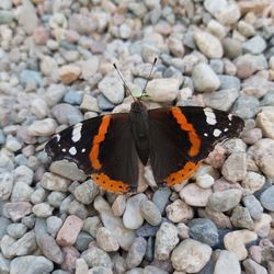 High angle view of butterfly on rock