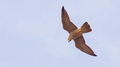 Low angle view of bird flying against clear sky