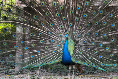 Peacock feathers on a field