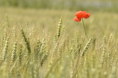 Close-up of poppy growing in wheat field