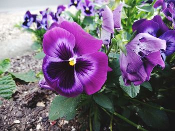 Close-up of purple flowering plant