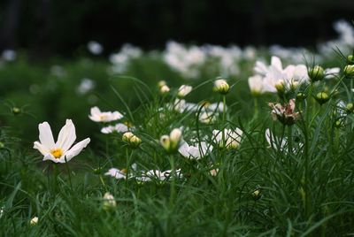 Close-up of flowers