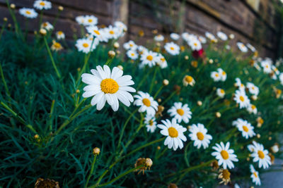 Close-up of white daisy flowers