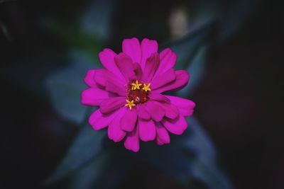 Close-up of pink flower