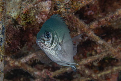 Close-up of fish swimming in sea