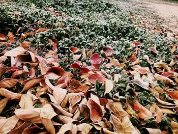 Full frame shot of leaves