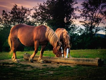 Horses in a field