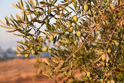 Close-up of tree branch