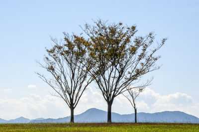 Bare tree on field against sky