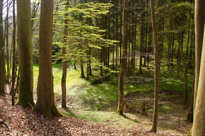 Trees in forest