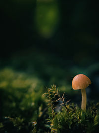 Close-up of mushroom growing on field