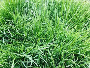 Full frame shot of green field