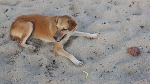 High angle view of dog lying on sand