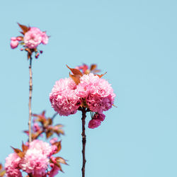 Close-up of pink cherry blossoms against clear sky