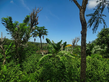 Palm trees on field against sky