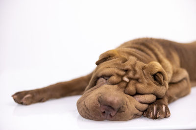 Close-up of a sleeping resting against white background