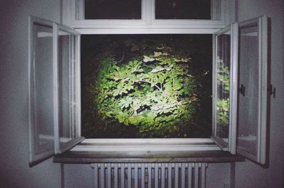 Close-up of ivy on window