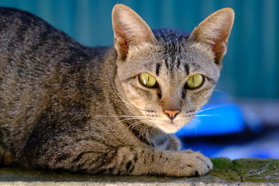 Close-up of a cat resting