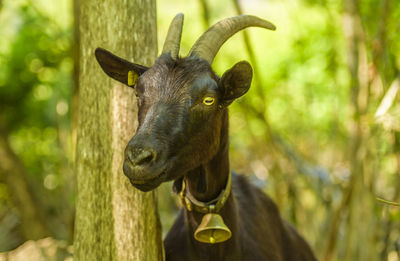 Close-up of goat by tree