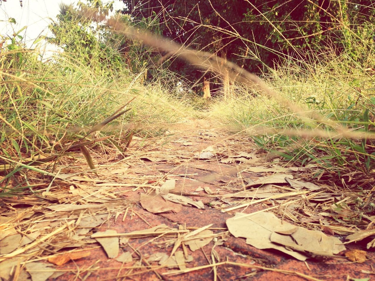 forest, tree, nature, tranquility, dry, plant, growth, grass, leaf, field, outdoors, day, dirt, no people, branch, landscape, sunlight, high angle view, dirt road, tranquil scene