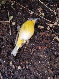 Close-up of bird eating food