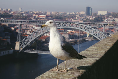 Seagull on bridge over river in city