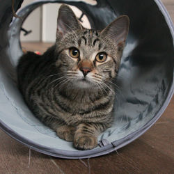 Close-up portrait of tabby cat