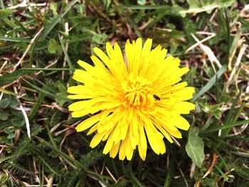 Close-up of yellow flower