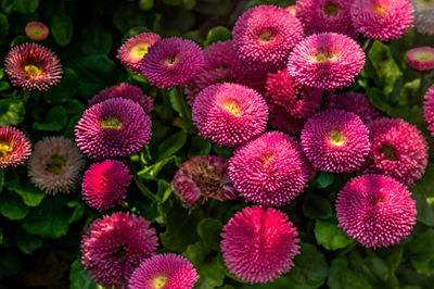 High angle view of pink flowering plants