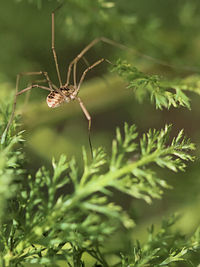 Close-up of insect on plant