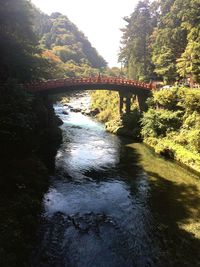 Bridge over river amidst trees