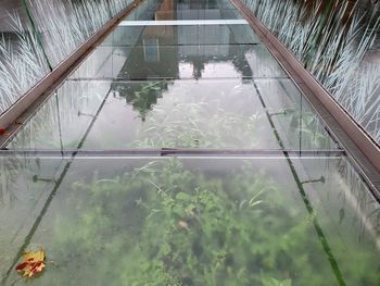 Reflection of plants in greenhouse