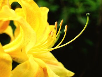 Close-up of day lily