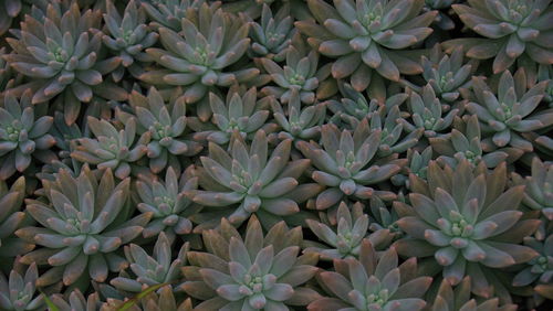 Full frame shot of cactus plant in garden