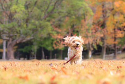 Portrait of dog running on field